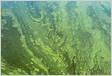 NH Ponds Have Active Fecal, Cyanobacteria Bacteria Advisories